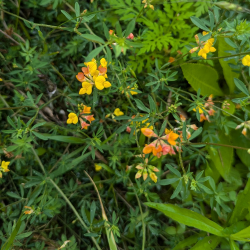 Flowers for rain garden