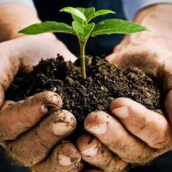 Soil and plant in hands