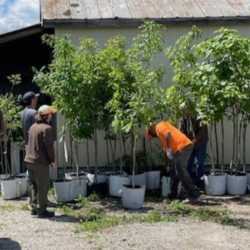 Soil & Water Partnership for tree giveaway