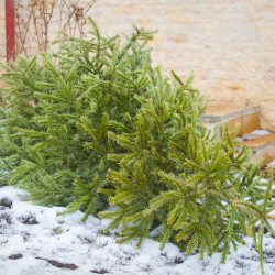 Christmas Tree Recycling